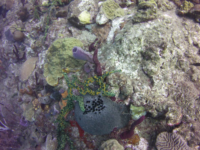 Coral in Dominica